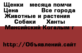 Щенки 4 месяца-помчи › Цена ­ 5 000 - Все города Животные и растения » Собаки   . Ханты-Мансийский,Когалым г.